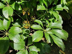 Araliaceae