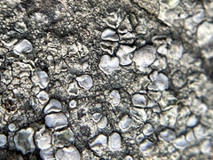 Lecanora