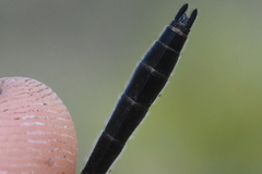 Leucorrhinia glacialis