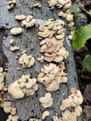 Panellus