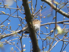Turdus philomelos