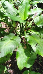Dieffenbachia seguine