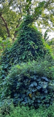 Pueraria montana