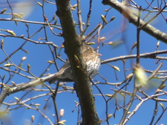 Turdus philomelos