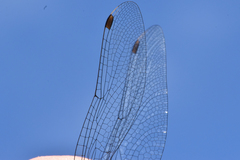 Leucorrhinia glacialis