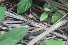 Anolis sericeus