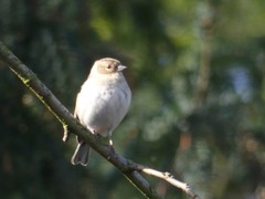 Fringilla coelebs