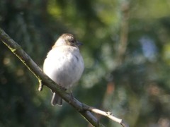 Fringilla coelebs