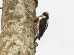 Melanerpes pulcher