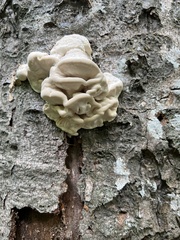 Climacodon septentrionalis