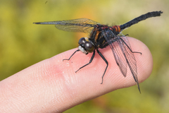 Leucorrhinia glacialis