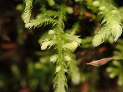 Claopodium