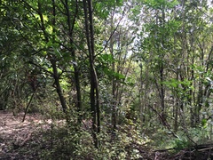Corynocarpus laevigatus