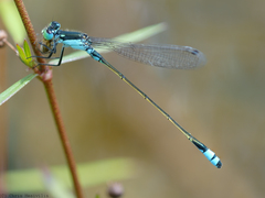 Ischnura heterosticta