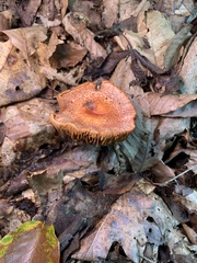Cortinarius bolaris