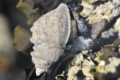 Muricoidea