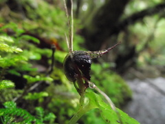 Corybas iridescens