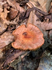 Cortinarius bolaris