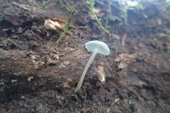 Mycena amicta