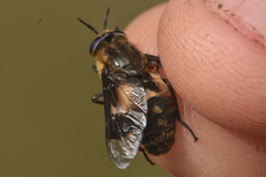 Chrysops