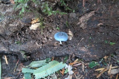 Mycena amicta