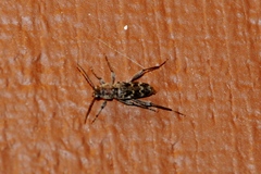 Xylotrechus nauticus