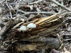 Leucocoprinus cepistipes