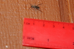 Xylotrechus nauticus