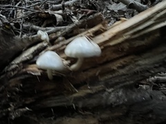 Leucocoprinus cepistipes