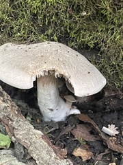 Entoloma abortivum