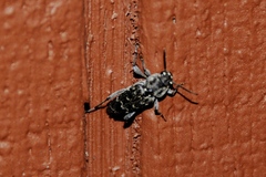 Xylotrechus nauticus