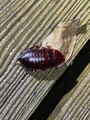Eurycotis floridana