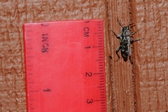 Xylotrechus nauticus