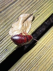 Eurycotis floridana