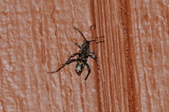 Xylotrechus nauticus