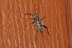 Xylotrechus nauticus