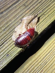 Eurycotis floridana