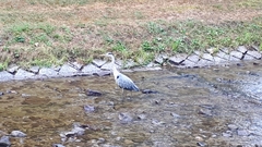 Ardea cinerea