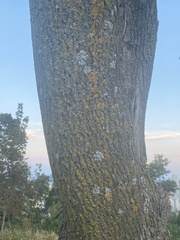 Xanthomendoza