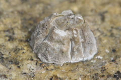 Balanus glandula