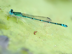 Austroagrion exclamationis