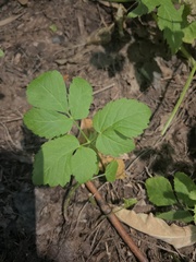 Aegopodium