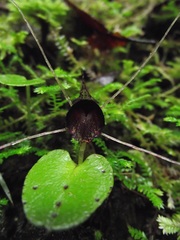 Corybas iridescens