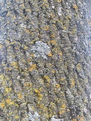 Xanthomendoza