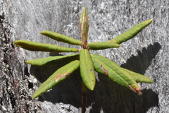Phyllonorycter ledella