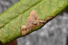 Phyllonorycter ledella