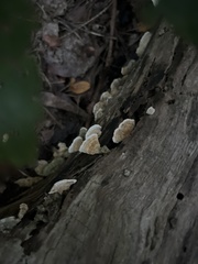 Trametes betulina