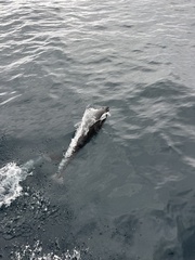 Lissodelphis borealis