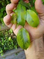 Syzygium smithii