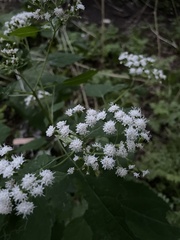 Ageratina